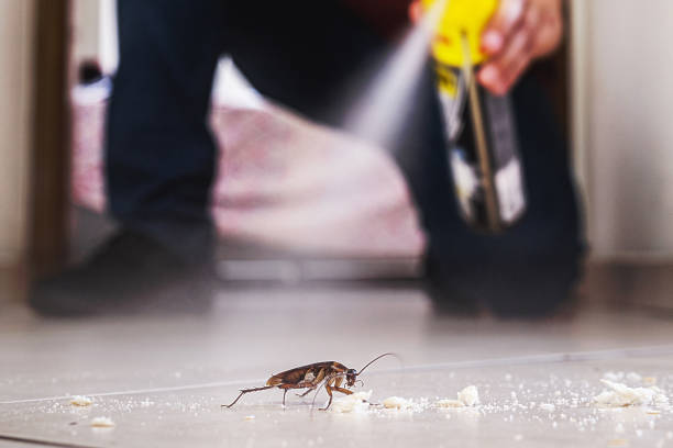 Best Flea Control Services  in Sneads, FL